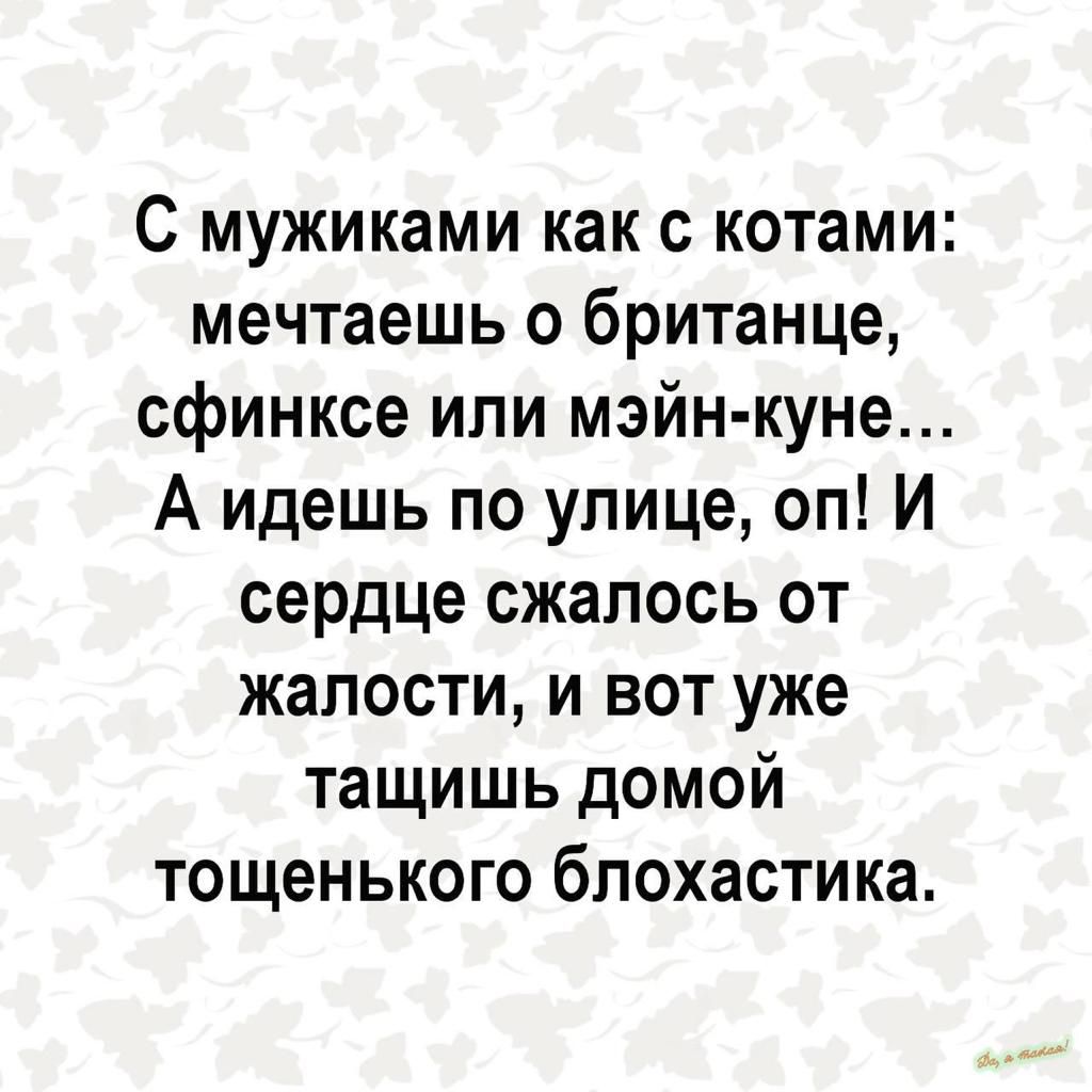 С мужиками как с котами мечтаешь о британце сфинксе или мэйн куне А идешь по улице оп И сердце сжалось от жалости и вот уже тащишь домой тощенького блохастика