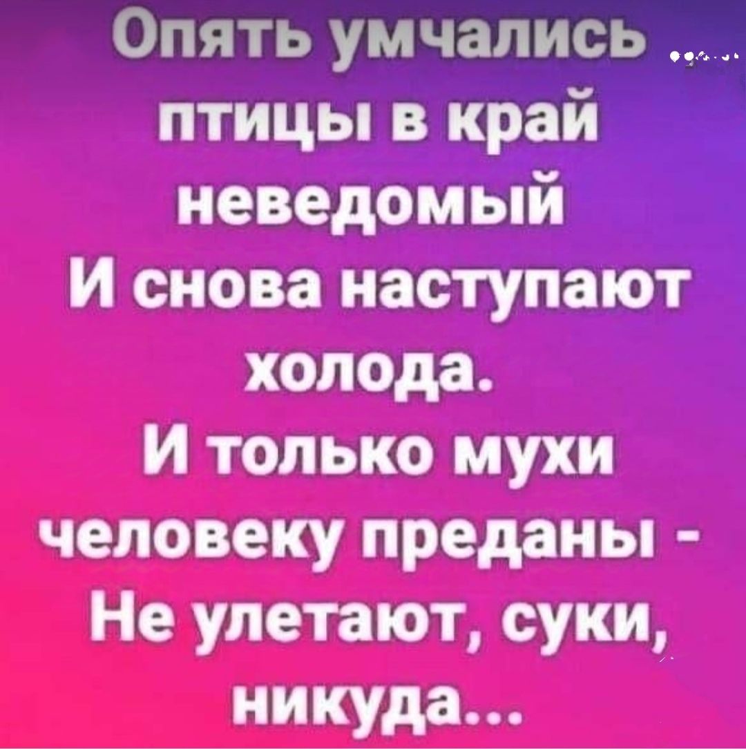 Опять умчались птицы в край иеведомыи И снова наступат холода И только мухи человеку преданы Не улетают суки никуда