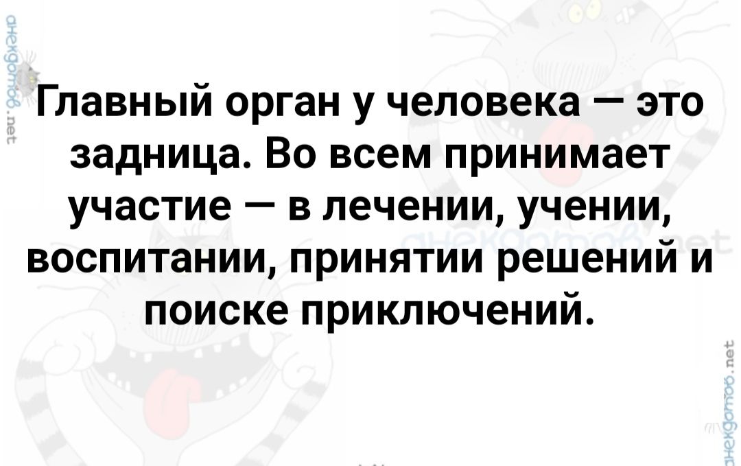 Главный орган у человека это задница Во всем принимает участие в лечении учении воспитании принятии решений и поиске приключений