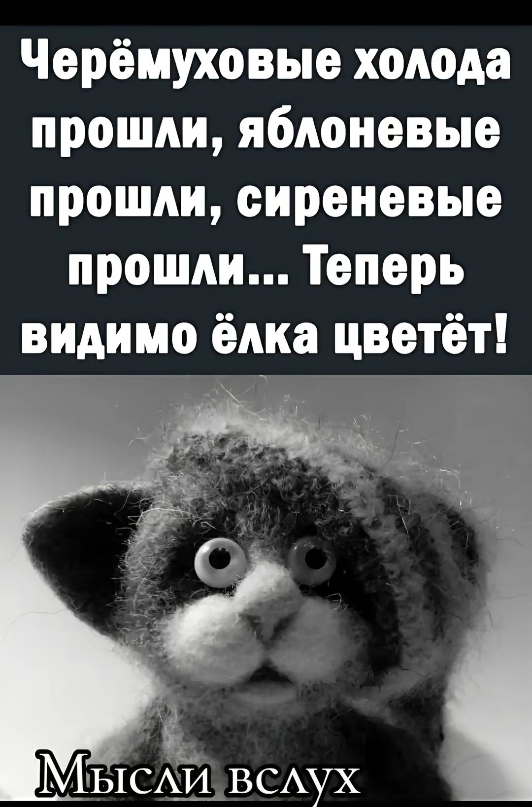 Чёрёмуховые холода прошли, яблоневые прошли, сиреневые прошли... Теперь видимо ёлка цветёт!
Мысли вслух