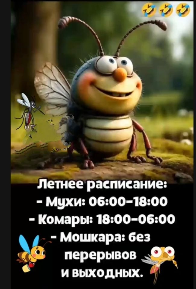 Летнее расписание:
- Мухи: 06:00-18:00
- Комары: 18:00-06:00
- Мошкара: без перерывов и выходных.