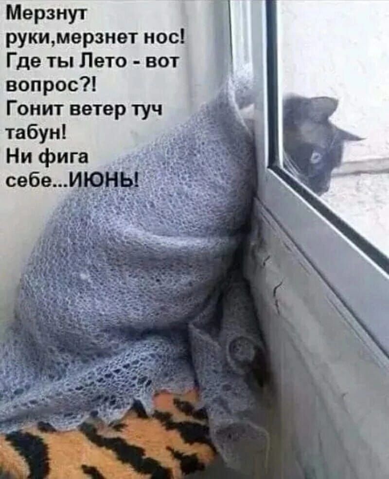 Мерзнут руки, мерзнет нос! Где ты Лето - вот вопрос?! Гонит ветер туч табун! Ни фига себе... ИЮНЬ!