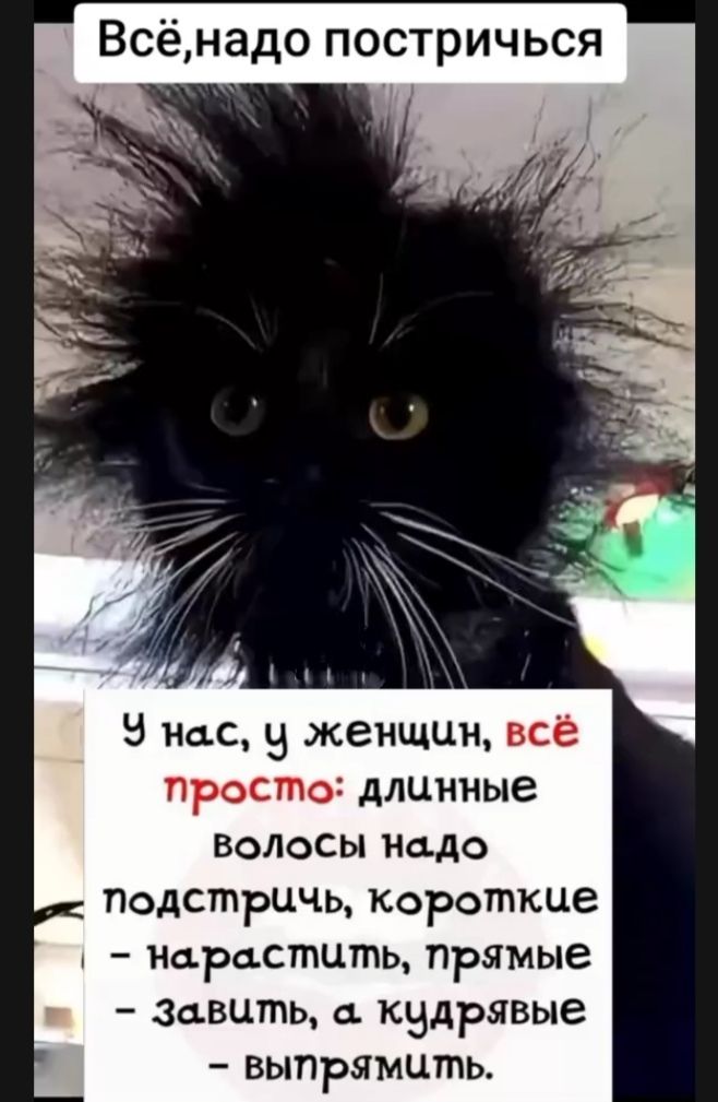 Всё, надо постричься
У нас, у женщин, всё просто: длинные волосы надо подстричь, короткие – нарастить, прямые – завить, а кудрявые – выпрямить.