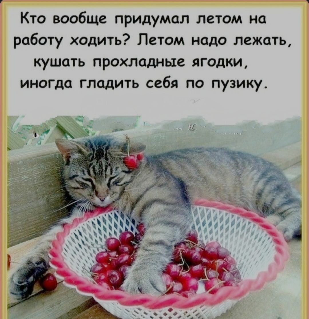 Кто вообще придумал летом на работу ходить? Летом надо лежать, кушать прохладные ягодки, иногда гладить себя по пузику.