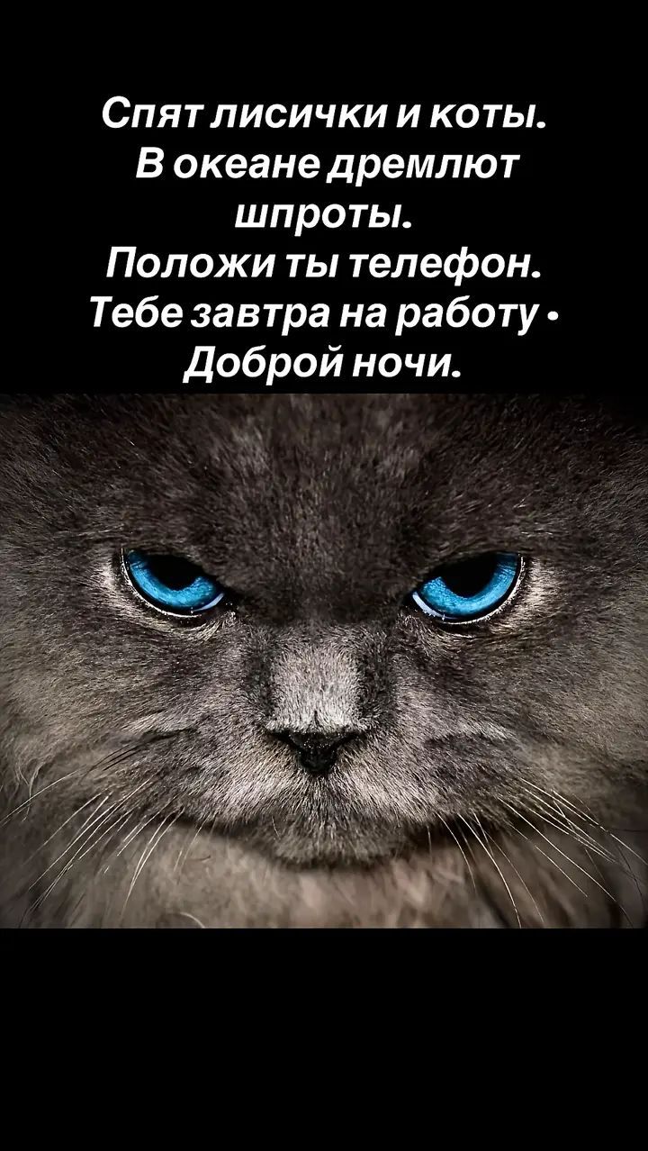 Спят лисички и коты. В океане дремлют шпроты. Положи ты телефон. Тебе завтра на работу • Доброй ночи.