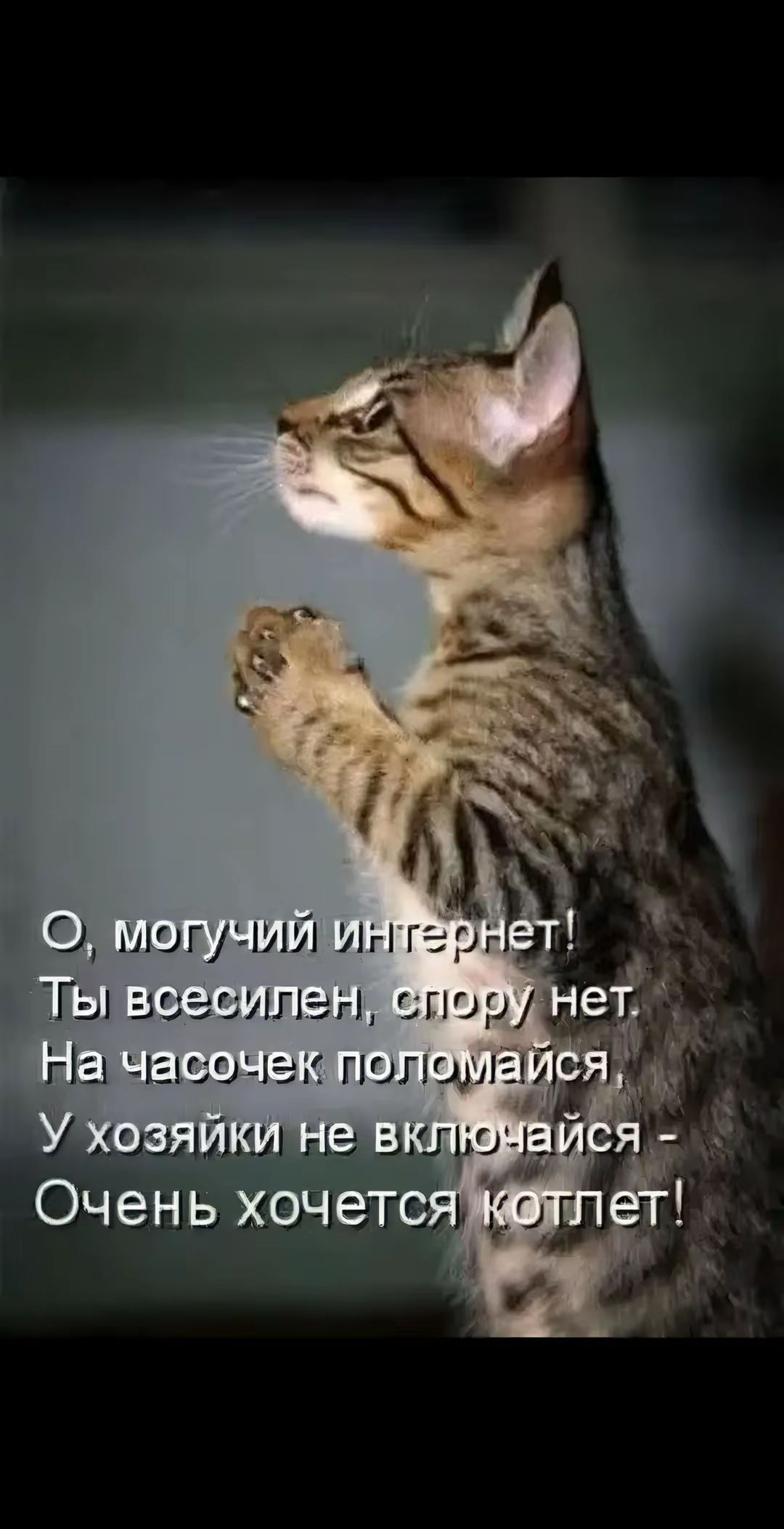 О, могущественный интернет! Ты всесилен, спору нет. На часочек поломайся, У хозяйки не включайся - Очень хочется котлет!