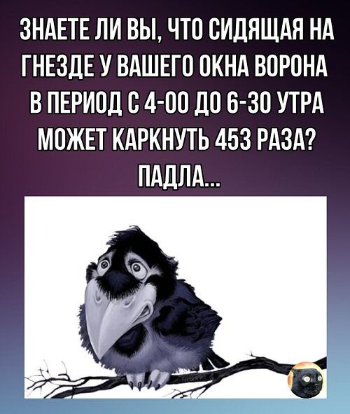 ЗНАЕТЕ ЛИ ВЫ, ЧТО СИДЯЩАЯ НА ГНЕЗДЕ У ВАШЕГО ОКНА ВОРОНА В ПЕРИОД С 4-00 ДО 6-30 УТРА МОЖЕТ КАРКНУТЬ 453 РАЗА? ПАДЛА...