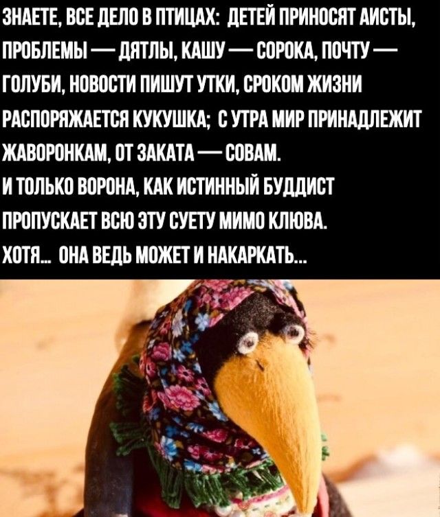 ЗНАЕТЕ, ВСЕ ДЕЛО В ПТИЦАХ: ДЕТЕЙ ПРИНОСЯТ АИСТЫ, ПРОБЛЕМЫ — ДЯТЛЫ, КАШУ — СОРОКА, ПОЧТУ — ГОЛУБЫ, НОВОСТИ ПИШУТ УТКИ, СРОКОМ ЖИЗНИ РАСПОРЯЖАЕТСЯ КУКУШКА; С УТРА МИР ПРИНАДЛЕЖИТ ЖАВОРОНКАМ, ОТ ЗАКАТА — СОВАМ. И ТОЛЬКО ВОРОНА, КАК ИСТИННЫЙ БУДДИСТ ПРОПУСКАЕТ ВСЮ ЭТУ СУЕТУ МИМО КЛЮВА. ХОТЯ... ОНА ВЕДЬ МОЖЕТ И НАКАРКАТЬ...