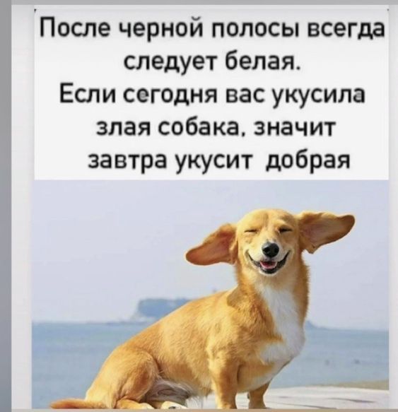 После черной полосы всегда следует белая. Если сегодня вас укусила злая собака, значит завтра укусит добрая