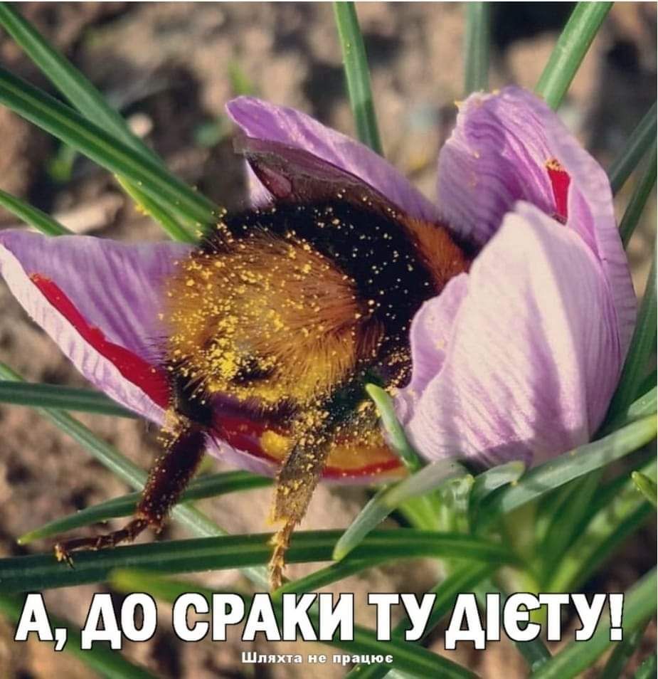 ЧАОсига А6ТУ