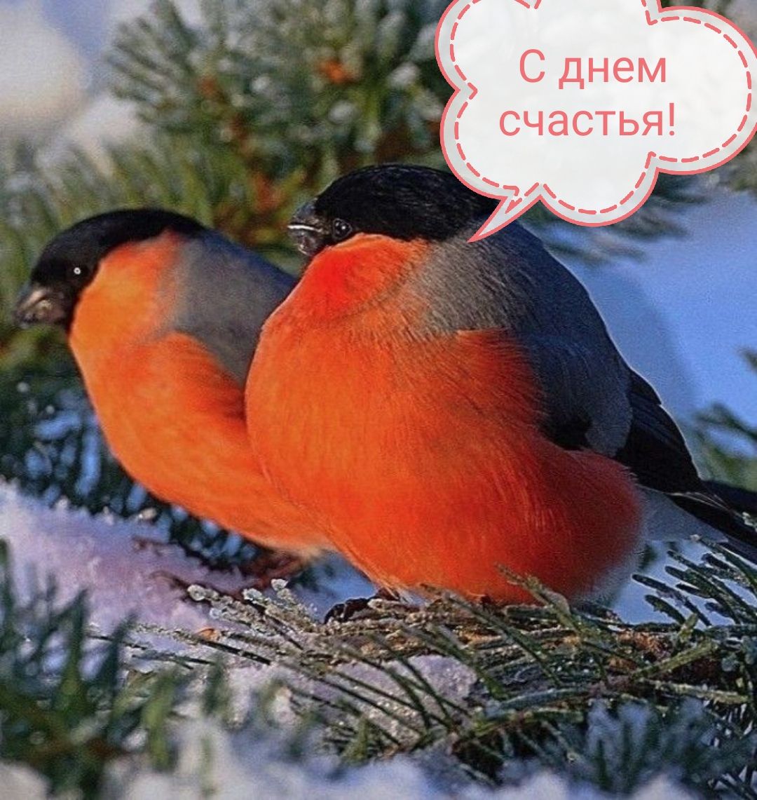 счастьщ Г