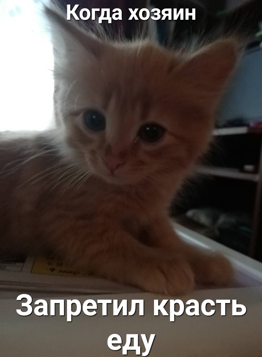 Когда хозяин Запретил красть едУ