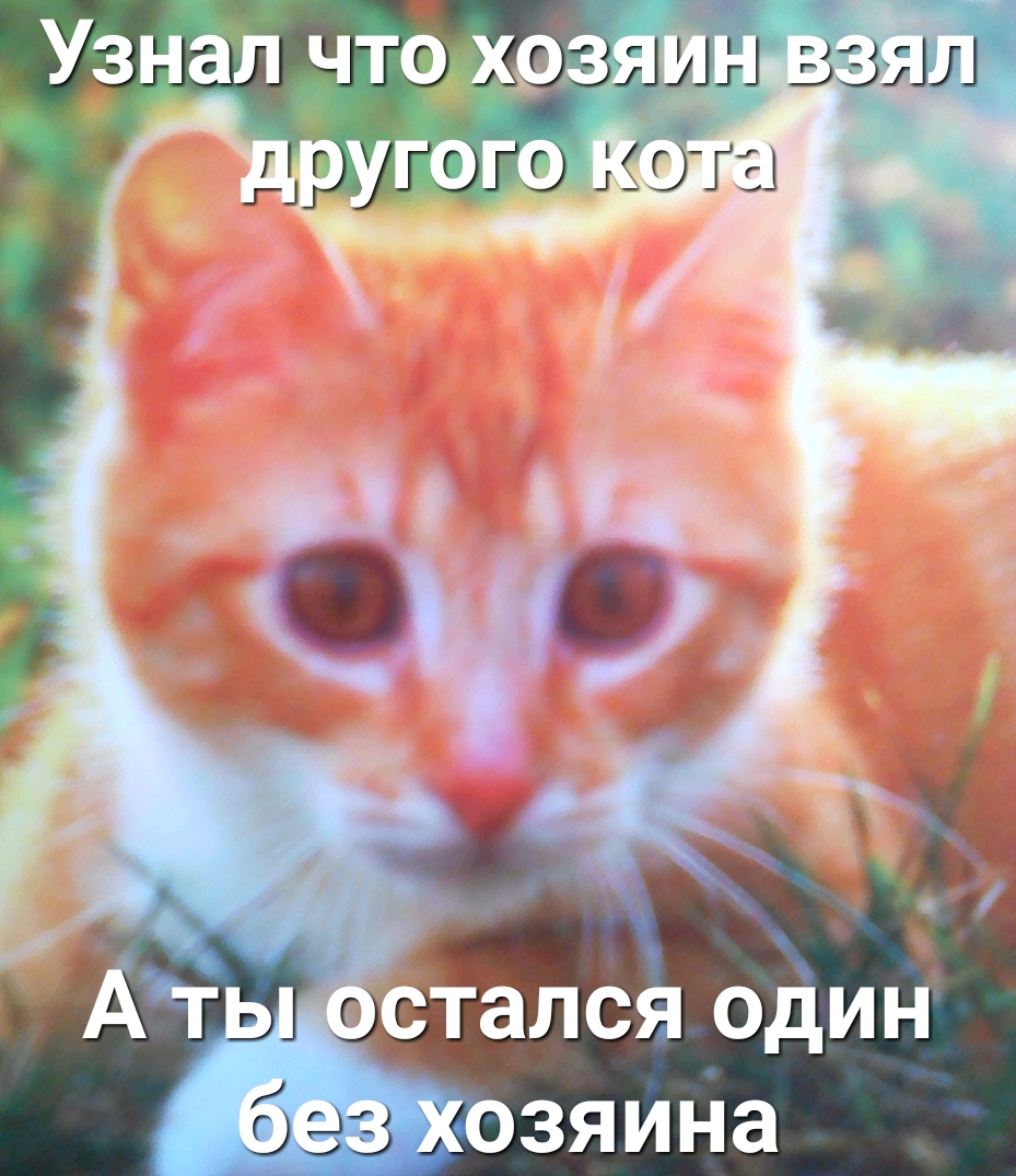 Узнал чтохрзяан Щ ев хозяина