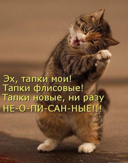 Тапкиф овЫе бёые нир у
