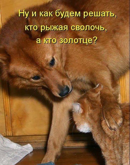 г Ну и как будет решать кто рыжая сволочь