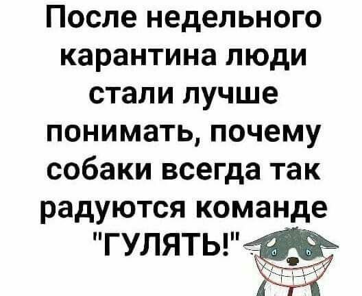 После недельного карантина люди стали лучше понимать почему собаки всегда так радуются команде ГУЛЯТЬ