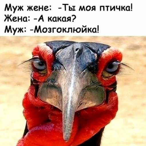 Муж жене Ты моя птичка Жена А какая Муж Мозгоклюйка