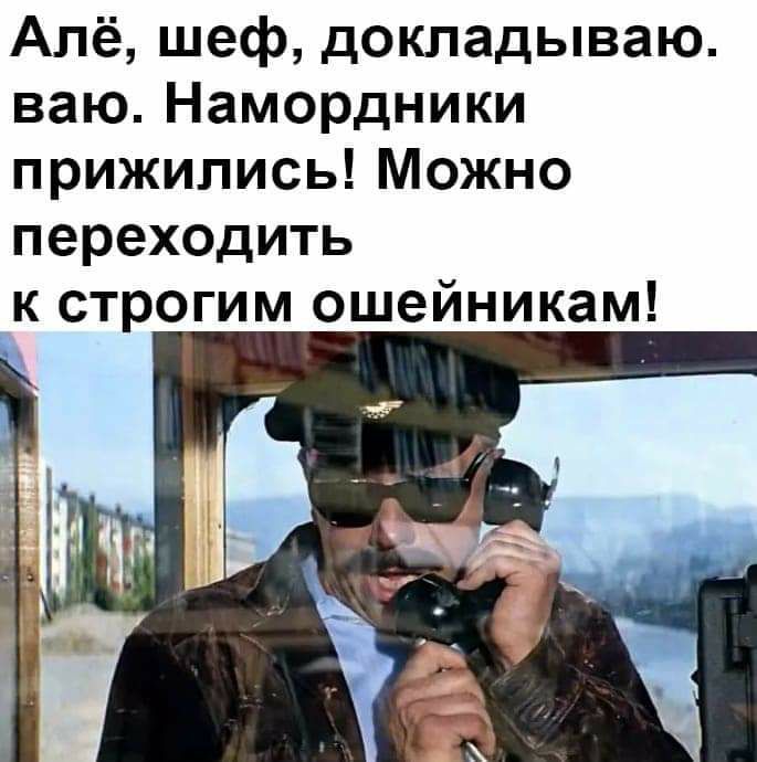 Алё шеф докладываю ваю Намордники прижились Можно переходить к строгим ошейникам
