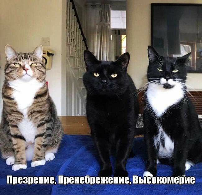 пивзпеииа ппвиеппвжвиие ВьЁоипмвіТие