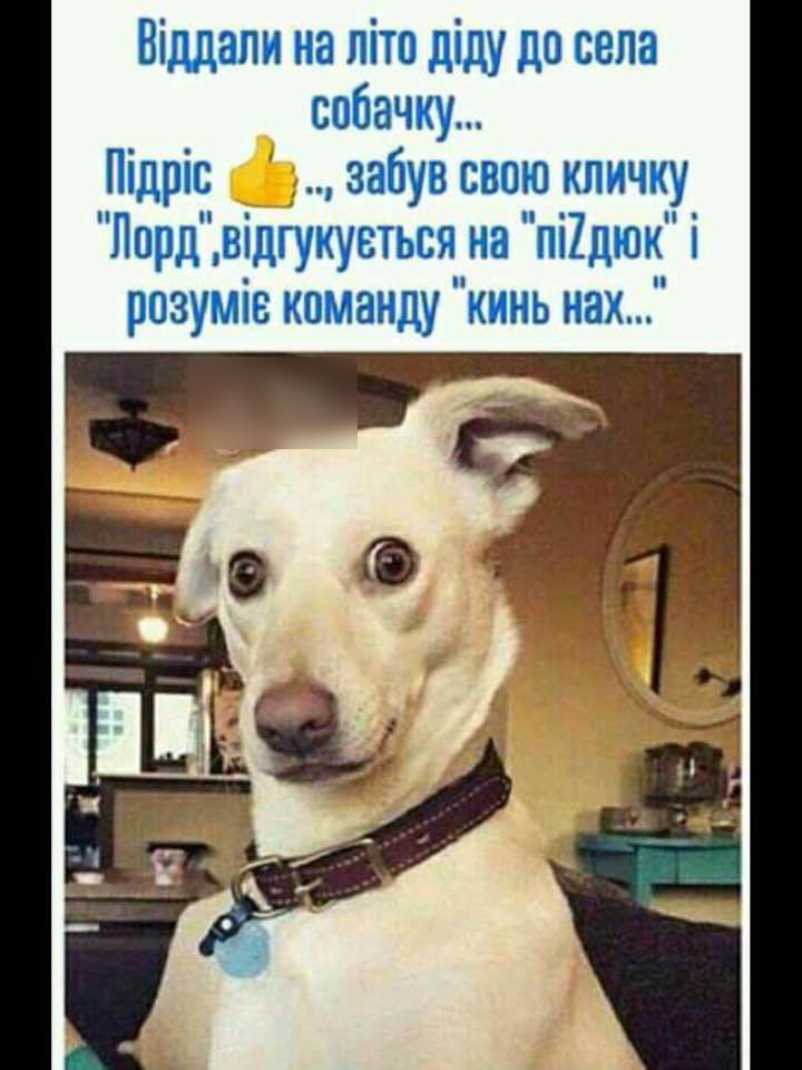 Віддапи на літо діду до села собачку Підріс забувсвою кличку Лорд відгукуетьсяп на пі1дюк і розумнв каманду кинь нах