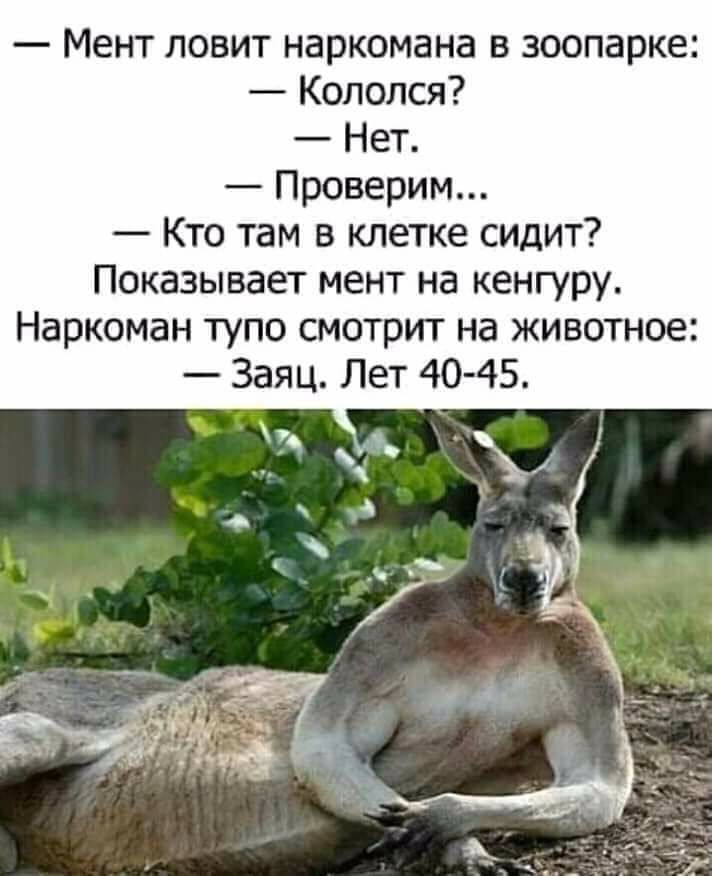 Мент ловит наркомана в зоопарке Кололся Нет Проверим Кто там в клетке сидит Показывает мент на кенгуру Наркоман тупо смотрит на животное