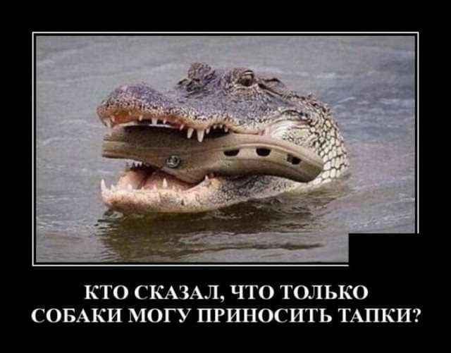 КТО СКАЗАЛ ЧТО ТОЛЬКО СОБАКИ МОГУ ПРИНОСИТЬ ТАПКИ