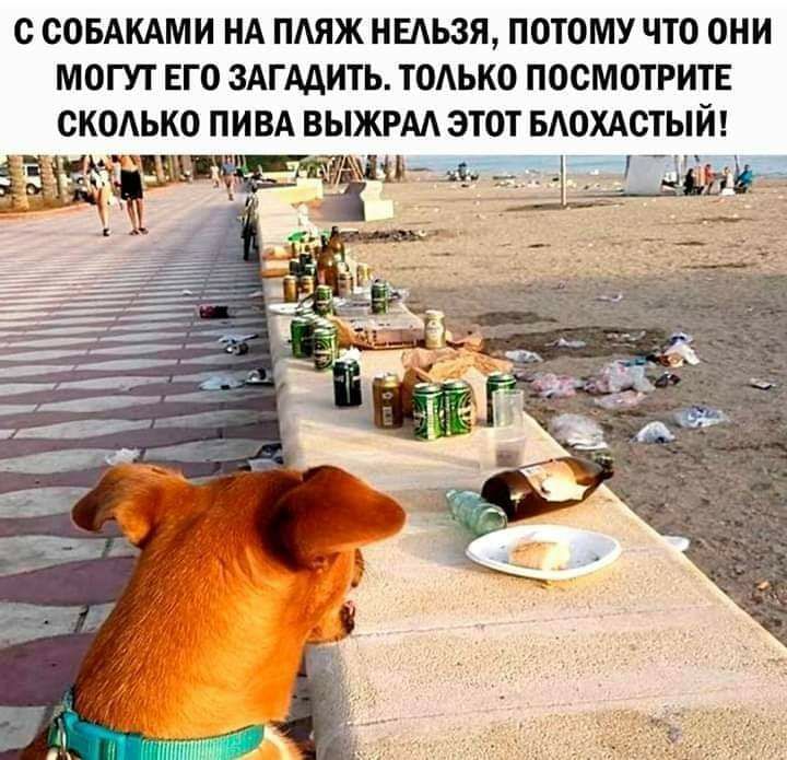 С СОБАКАМИ НА ПАЯЖ НЕАЬЗЯ ПОТОМУ ЧТО ОНИ МОГУТ ЕГО ЗАГАДИТЬ ТОАЬКО ПОСМОТРИТЕ СКОЬКО ПИВА ВЫЖРАА ЭТОТ БАОХАСТЫЙ Цс Ы 51 чдіійъд