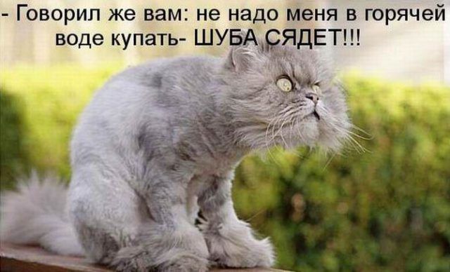 Говорил же вам не надо меня в горячей воде купать ШУБАрЯДЕТ