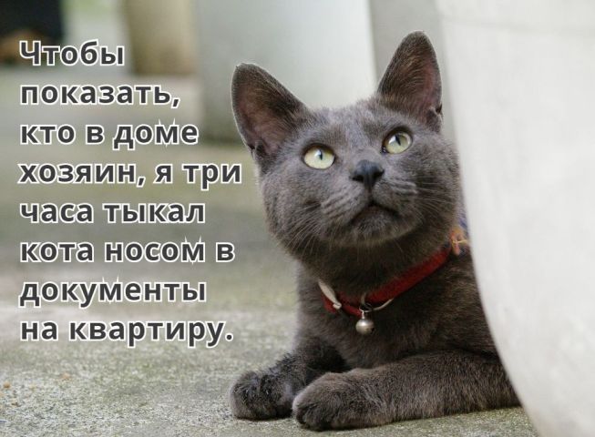 06ы показать кто в доме хозяин я три часа тыкал кота носоъм В документы на квартиру