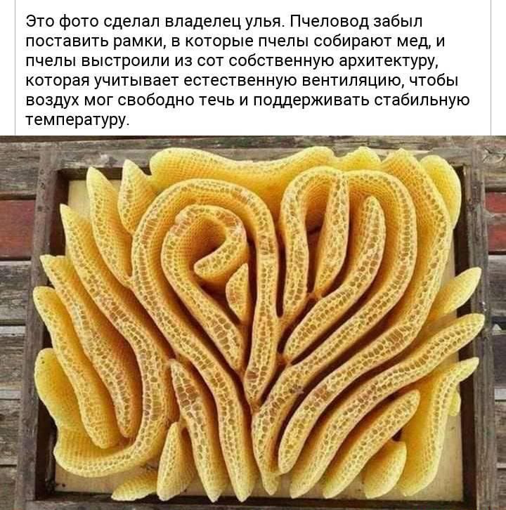 Это фото сделал владелец улья Пчеловод забыл поставить рамки в которые пчелы собирают мед и пчелы выстроили из сот собственную архитектуру которая учитывает естественную вентиляцию чтобы воздух мог свободно течь и поддерживать стабильную температуру