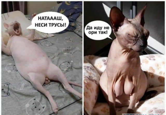 НАТАААШ НЕСИ ТРУСЫ