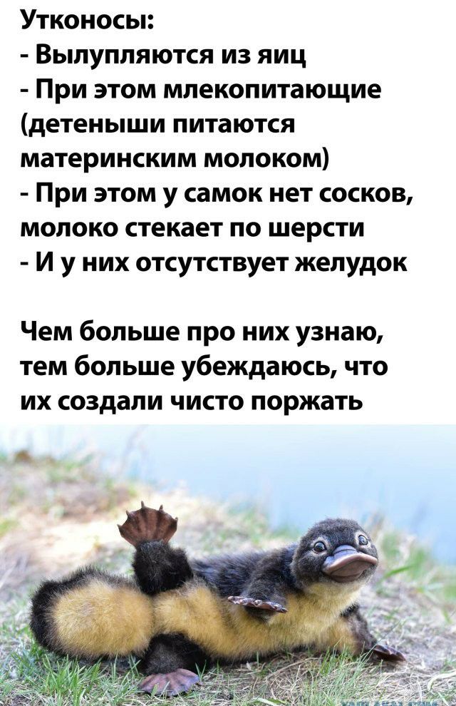 Утконосы Вылупляются из яиц При этом млекопитающие детеныши питаются материнским молоком При этом у самок нет сосков молоко стекает по шерсти И у них отсутствует желудок Чем больше про них узнаю тем больше убеждаюсь что их создали чисто поржать