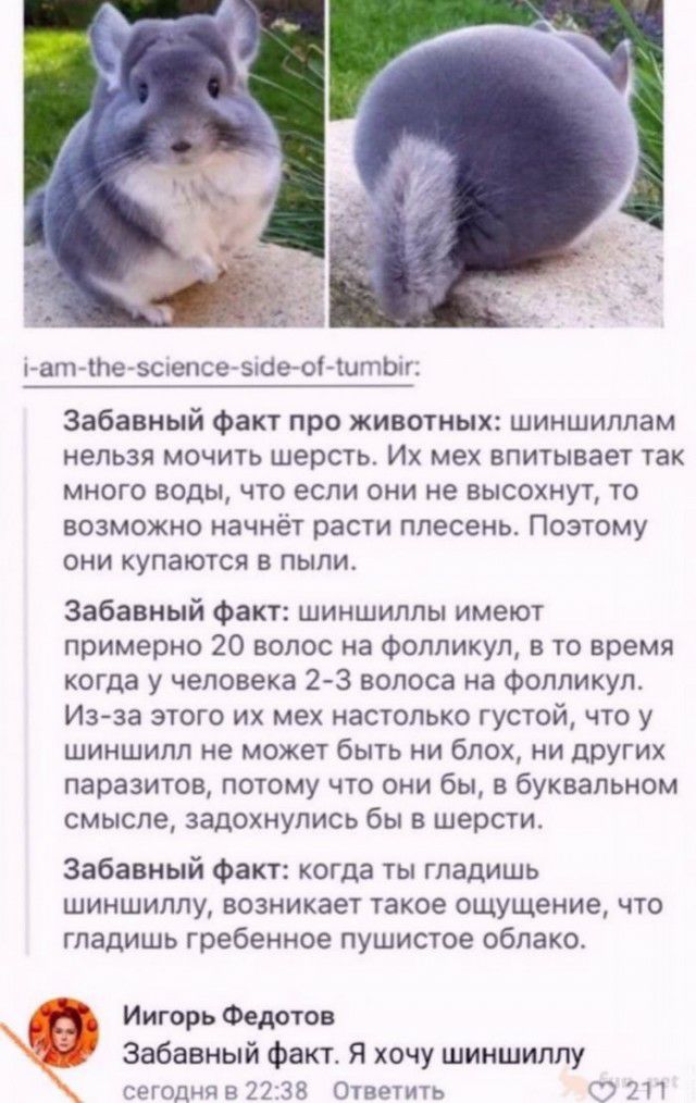 ат Пе встепсевпбе оЬштЬп Забавный Факт про животных шиншилпам нельзя мочить шерсть Их мех впитывает так много воды что если они не высохнут то возможно начнёт расти плесень Поэтому они купаются в пыли Забавный Факт шиншиллы имеют примерно 20 волос на фолликул в то время когда у человека 2 3 волоса на Фолпикул Изза этого их мех настолько густой что у шиншилл не может быть ни блох ни других паразито