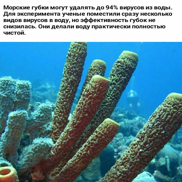Морские губки могут удалять до 94 вирусов из воды для эксперимента ученые поместили сразу несколько видов вирусов в воду но эффективность губок не снизилась Они делали воду практически полностью чистой