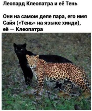 Леопард Клеопатра и её Тень Они на самом деле пара его имя Сайя Темы на языке хинди её Клеопатра