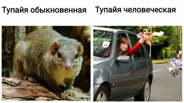 Тупайя обыкновенная Тупайя человеческая