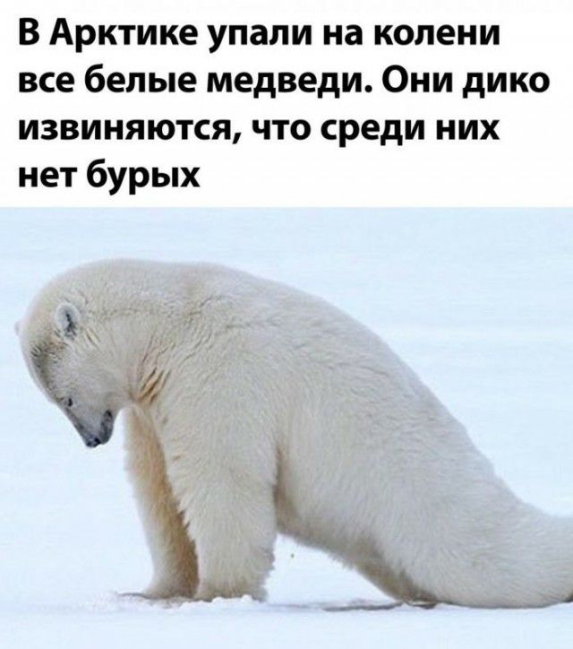 В Арктике упали на колени все белые медведи Они дико извиняются что среди них нет бурых