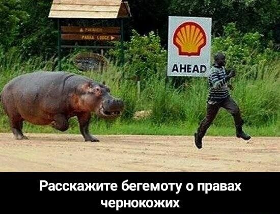 Расскажите бегемоту о правах чернокожих