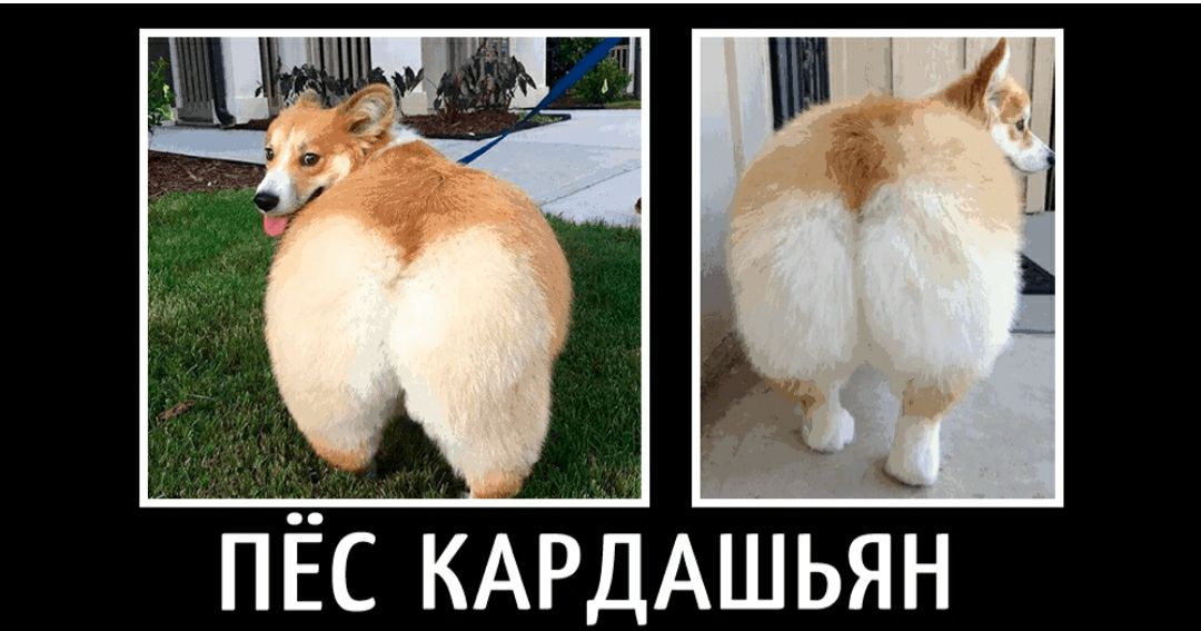Ь _ ПЁС КАРДАШЬЯН
