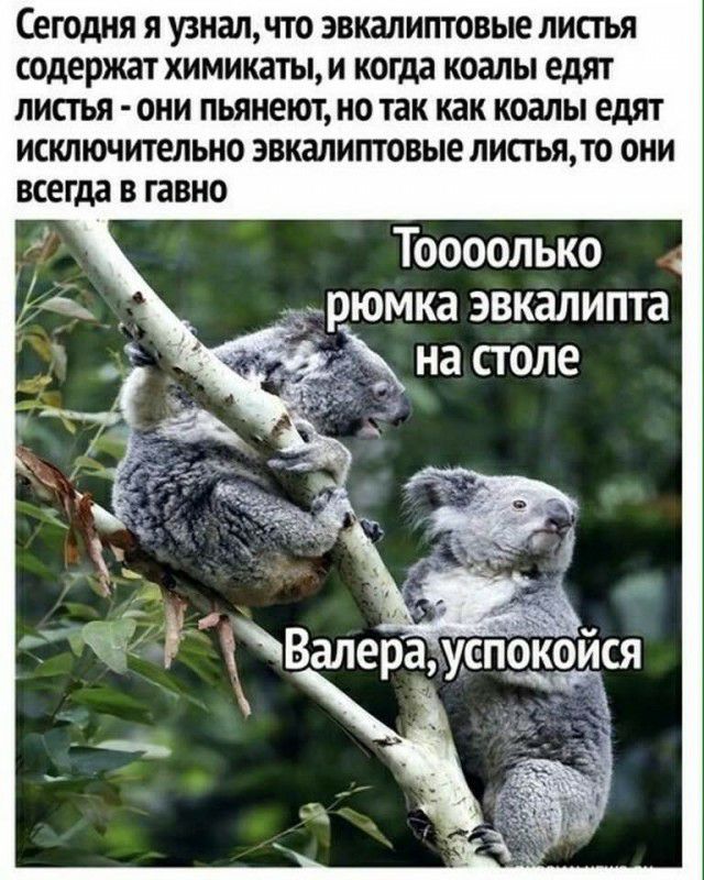 Сегодня я узнал что эвкалиптовые лисгья содержат химикаты и когда коалы едят липъя они пьянеют но так как коалы едят исключительно эвкалиптовые лисгьято они всегда в гавно Тоооолько рюмка эвкалипта на столе