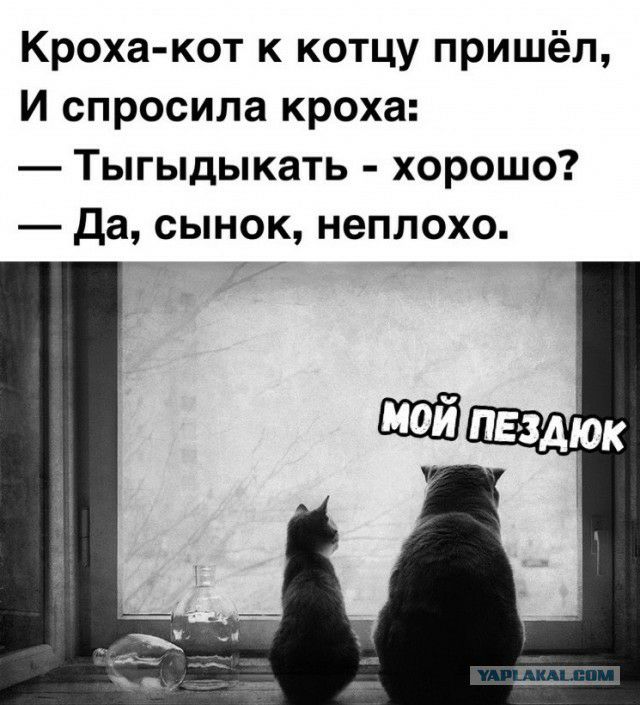 Кроха кот к котцу пришёл И спросила кроха Тыгыдыкать хорошо Да сынок неплохо 17