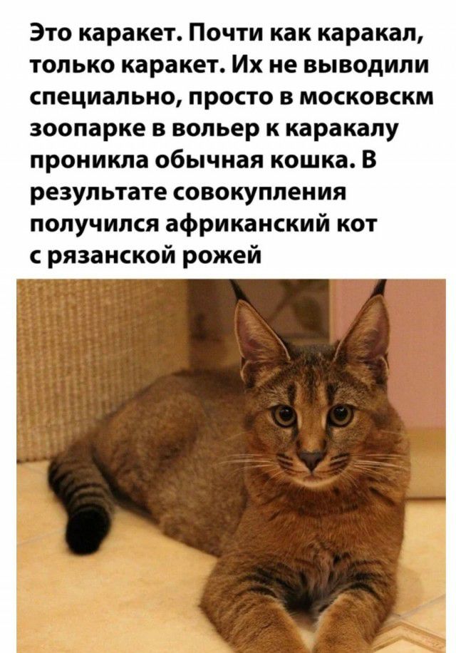 Это каракет Почти как каракап лько каракет Их не выводили специально просто в московскм зоопарке в вольер к каракапу проникла обычная кошка В результате совокупления получился африканский кот с рязанской рожей