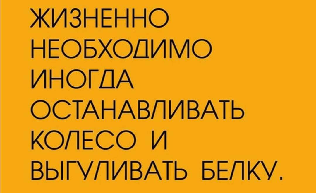 Жизненно необходимо иногда останавливать колесо и выгуливать белку картинка