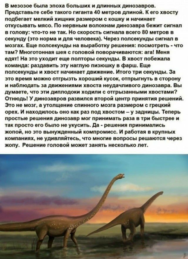 В мезоаое было эпохе больших и длинных динозавров Представьте себе текото тнтпнта 40 метров длиной К его хвосту подбегает мелкий хищник размером кошку и начинает откусывать мясо По нервным волокнам динозавра бежит сигнал в голову что то не так Но скорость сителе всего 80 метров в секунду это норма и для человека Череп полсекунды сигнал в мозгах Еще полсекунды на выработку решения посмотреть что те