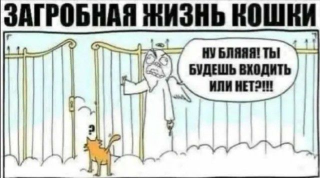_ д шииты илшь шить