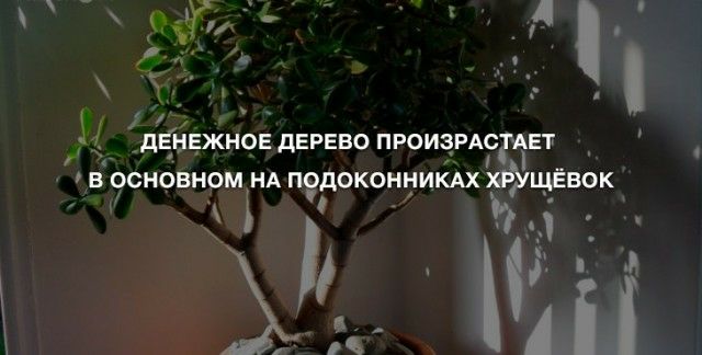 іх і дЕнвжнов дЕРЕВО ПРОИЗРАсгАЕТ В ОСНОВНОМ НА ПОДОКОННИКАХ ЦЁВОК А Ш