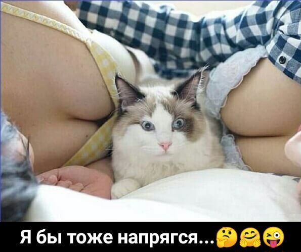 Я бы тоже напрягсявае