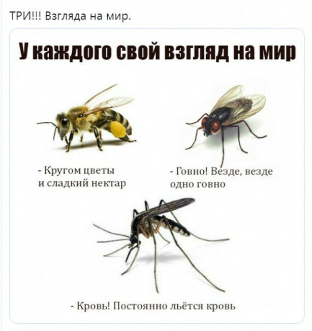 ТРИ Взгляда на мир У каждого свой ВЗГЛЯД на МШ Кругом цветы Пшик Венди пенш и сладкий нетар пл говно Крынь Постоянно льётся краш
