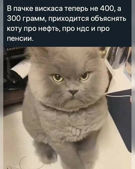 В пачке вискаса теперь не 400 а 300 грамм приходится объяснять коту про нефть про ндс и про пенсии