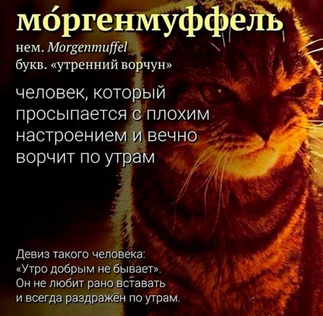 Морген у с нем МогвептиТеё букв утренним во чун человек который Ё просыпается плохим настроением ёвечн ворчит по ут м Девиз такого челбвека Утро добрым не бывает Он не любит рано вставать и всегда раздражен по утрам